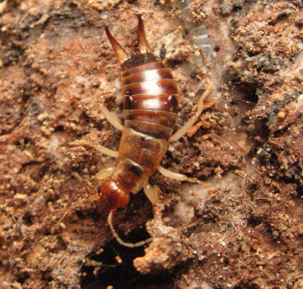 Forficula auricularia